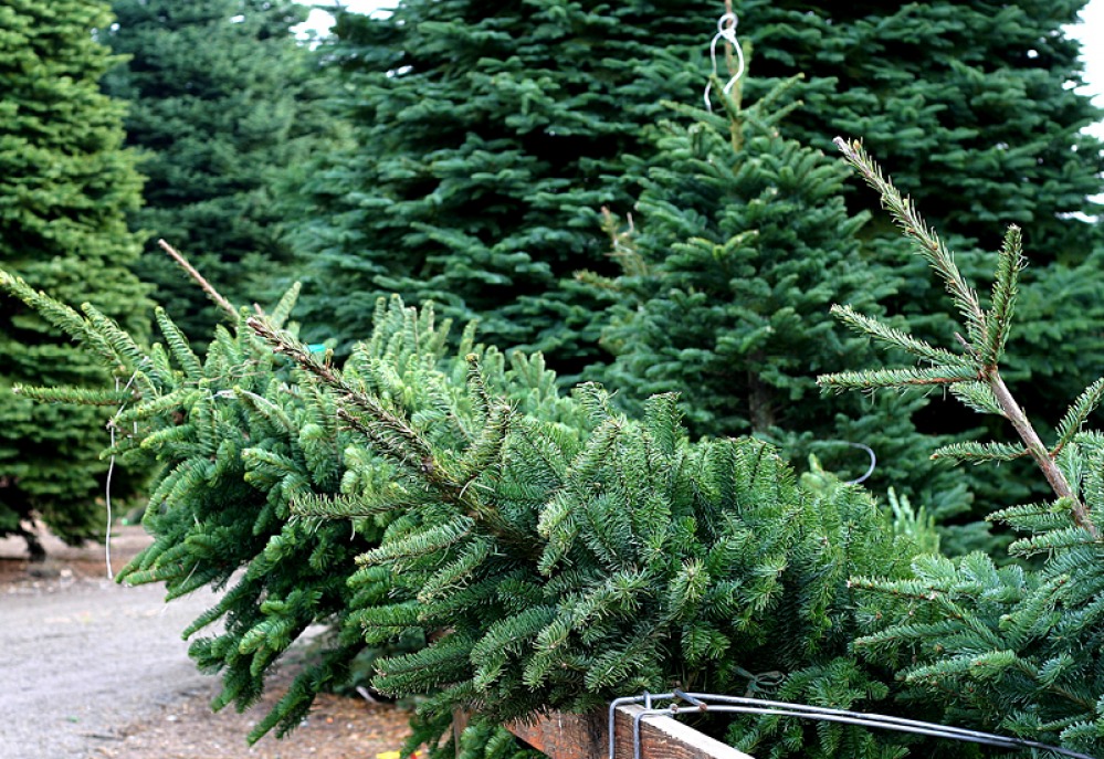 All the Benefits of a Getting a Real Christmas Tree and How to Choose